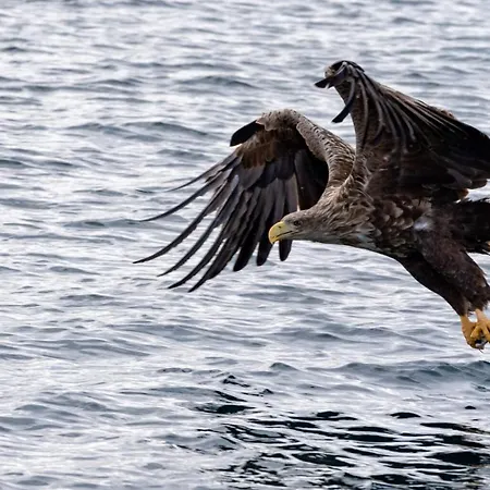 Vestfjorden Panorama Lofoten