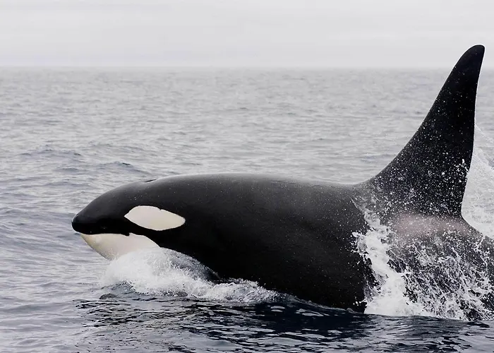 Vestfjorden Panorama Lofoten