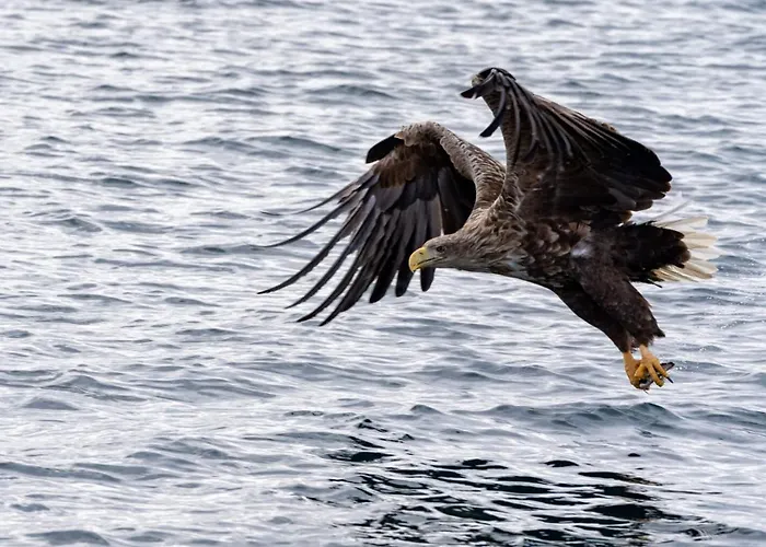Vestfjorden Panorama Lofoten